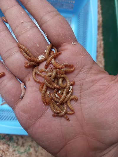 mealworm