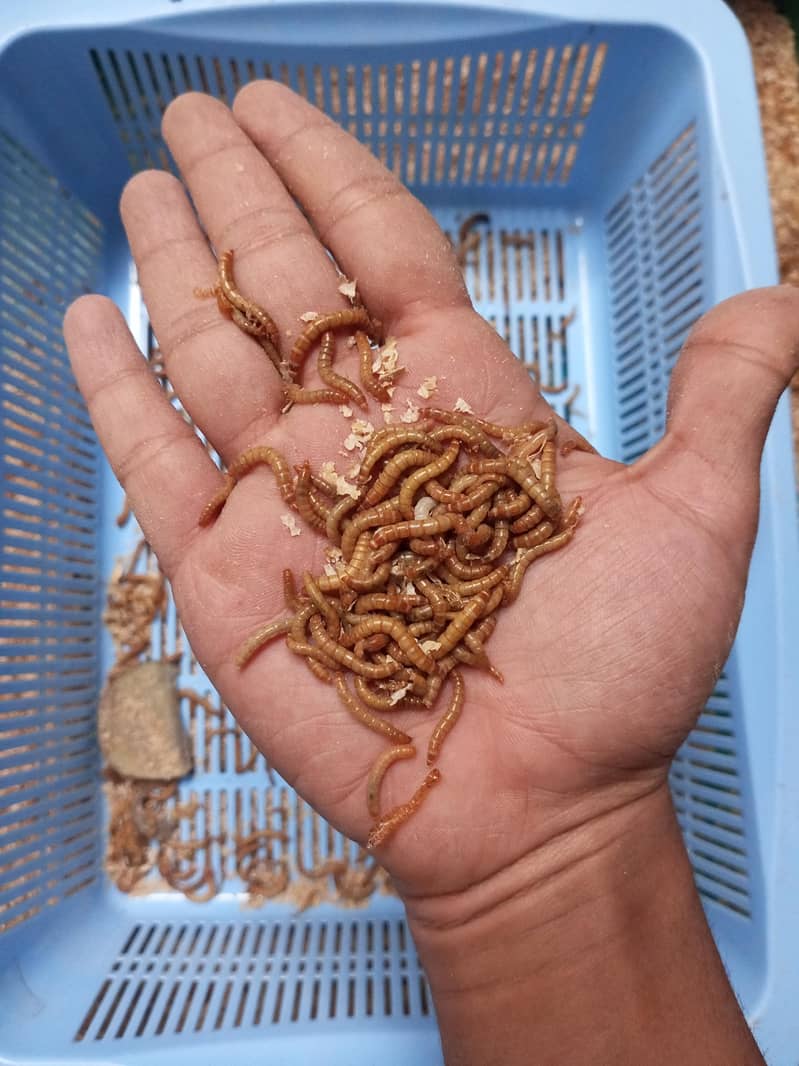 mealworm 4