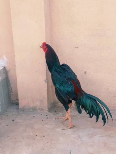 pour Thai aseel patha for sale 03224186572