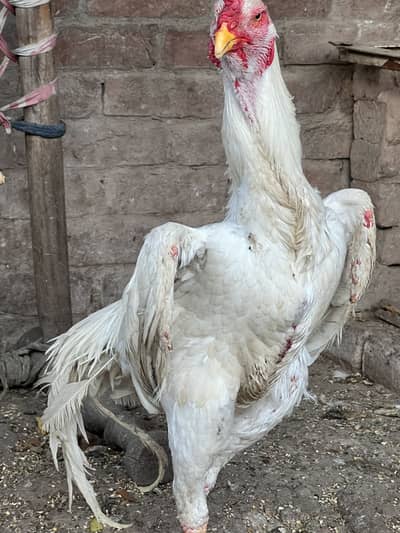 pure white oh shamo pair anf chicks