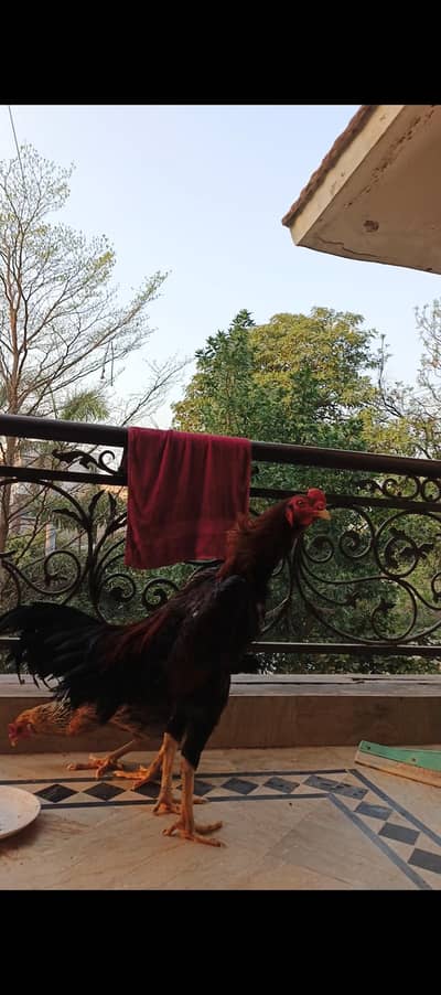 Pure Shamo Murga male 8 months