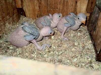 RINGNECK, GREEN MITHU PARROT BABIES FOR SELL
