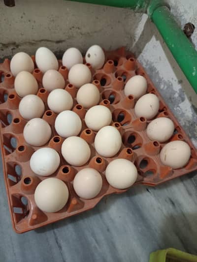 Golden Misri fertile eggs  available