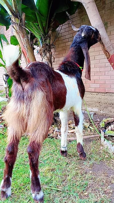 2 Danth Bakra for sale