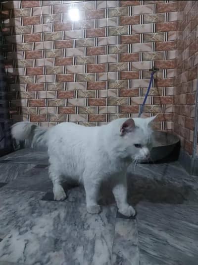 White Coloured Pure Persian
