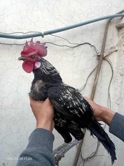 1 begum 1 cross  patha