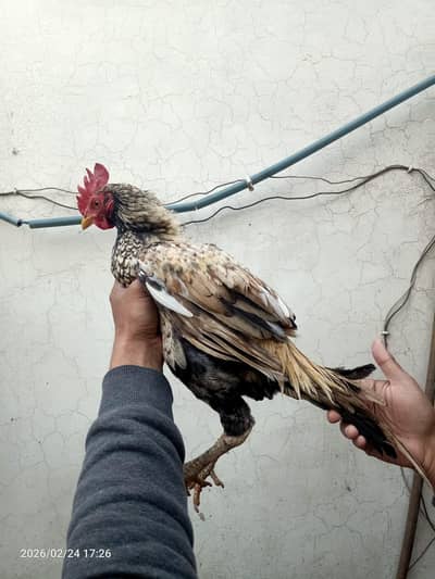 bengum patha for sale