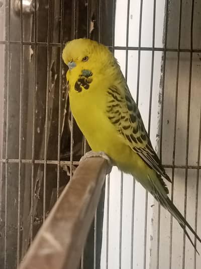 Exhibition budgie beautiful pair