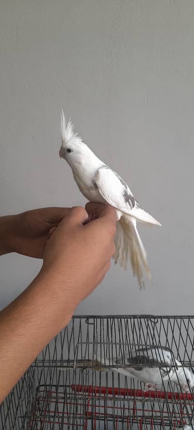 Hand tamed  cocktail  vpied  cream 03168260955