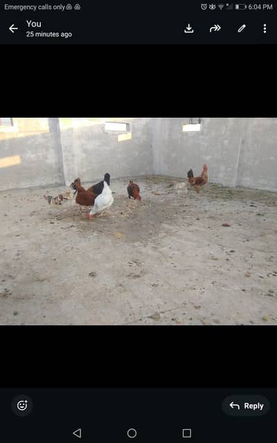7 hens in just 20k