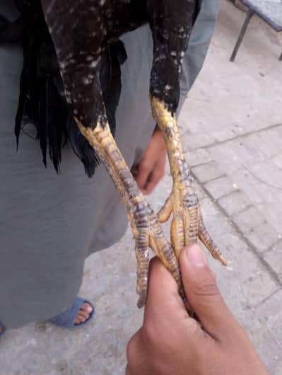 Aseel mushqi miawali sy top quality female watsap num 03148637508