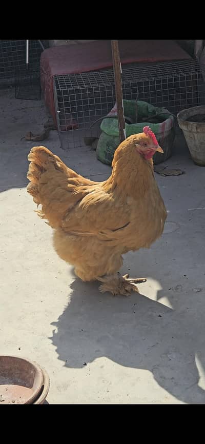 golden buff egg laying females for sale