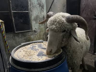 Menda sheep lela bakra goat