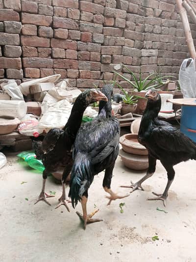 aseel male hor female healthy and active