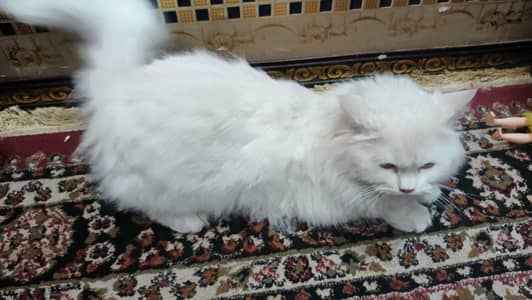 Persian cat