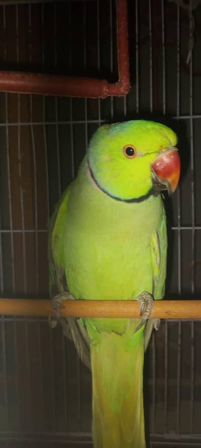 Ringneck breeder pair