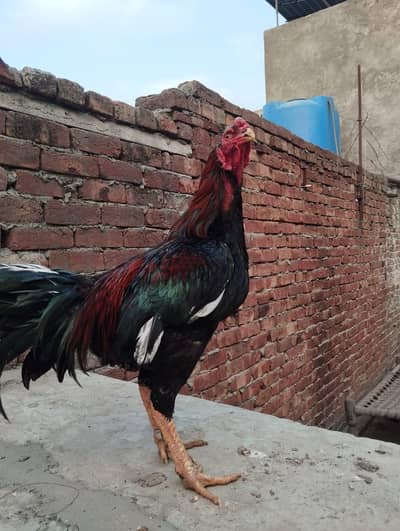 Aseel thai /thai cross. 0