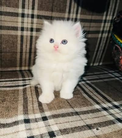 Persian female kitten for sale My WhatsApp number 03 25 022 67 56