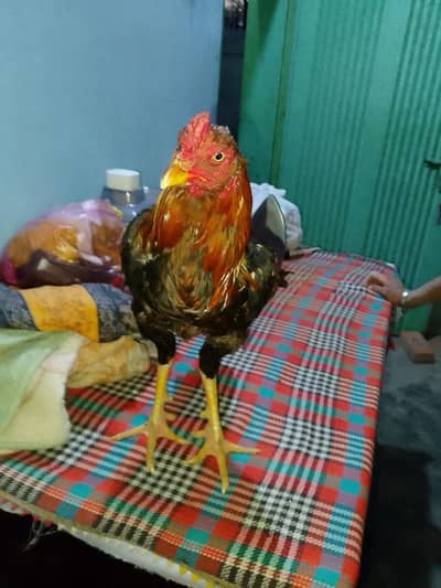 bahawalpuriya breed aseel murgha final 5500