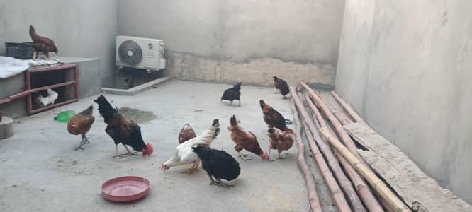 Eggs Laying Hens Starter