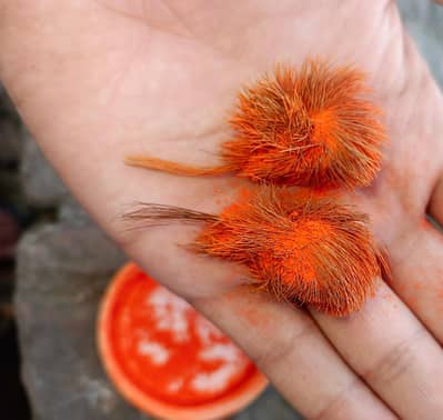 Gigar Singi (jackel Horn) 100% Original