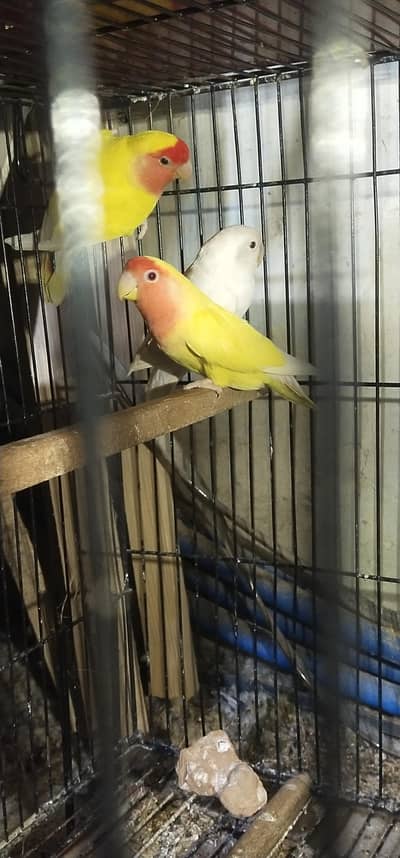 Lovebird breeder pairs for sale
