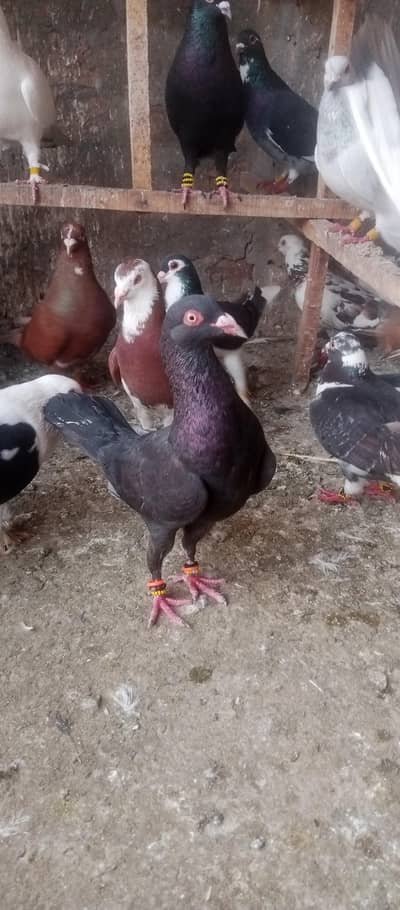 Danish male for sale  Tukri mai urne wala male