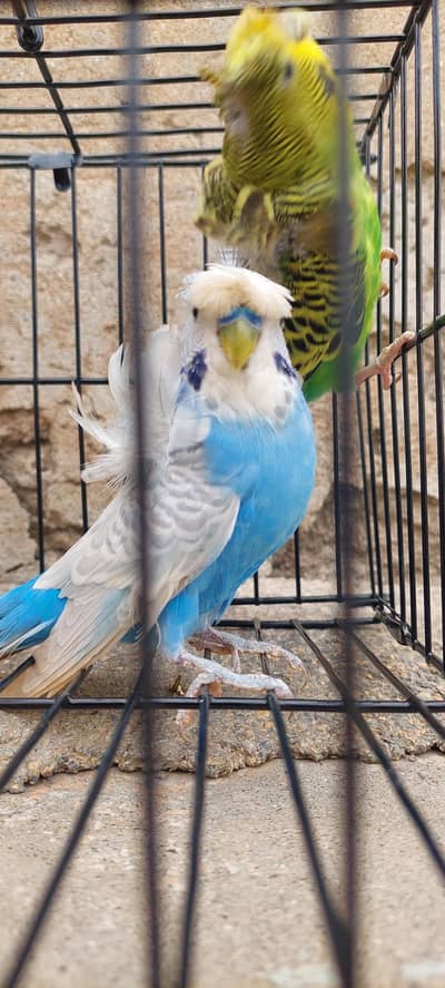 Hogo quality double flower breeder pairs