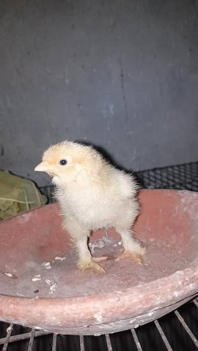 4 Days Golden buff chicks for sale