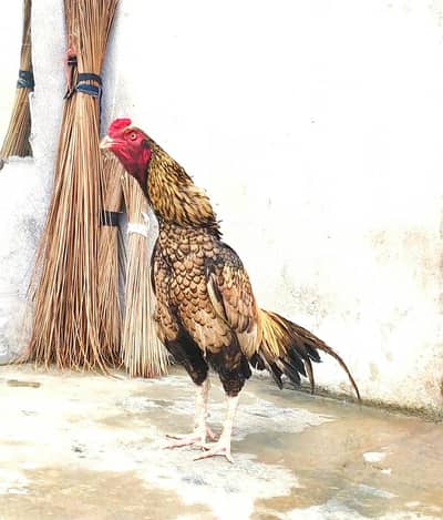 aseel phata price final ha (03136417097)