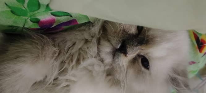 Persian triple coated white grey furr punch faced green eyes female