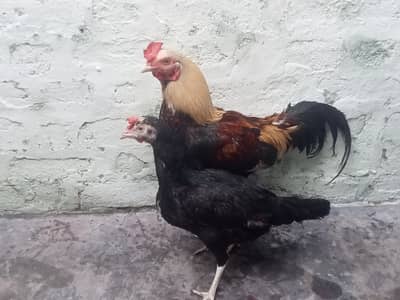 murgha murghi ka pair
