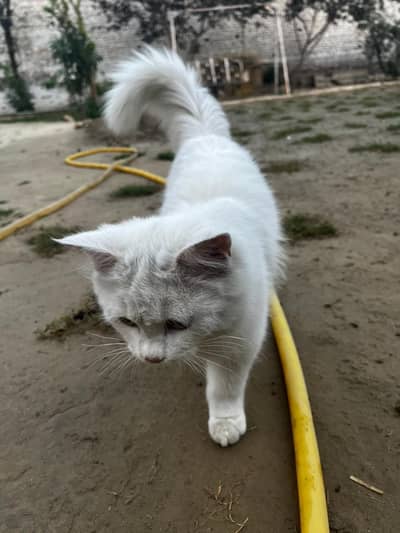 white persian male cat
