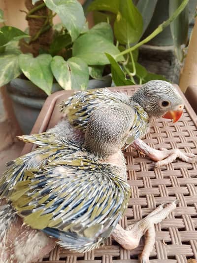 Olive Ringneck Chiks