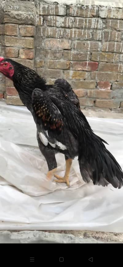 Shamoo male for sale/ Blue shamoo male