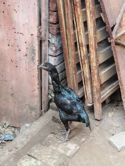 Pure Dragon female egg laying