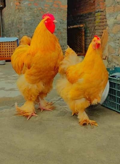 Golden buff Fertile Eggs