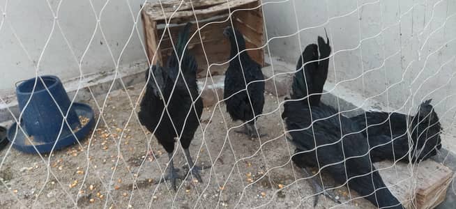 ayam cemani grey tounge