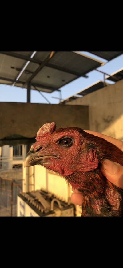 Thai Dragon/Panus folder