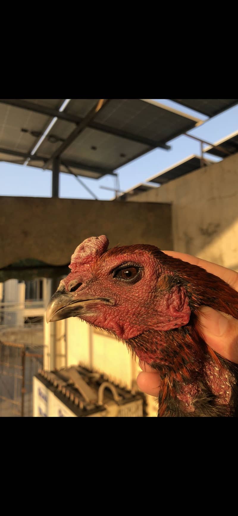 Thai Dragon/Panus folder 0