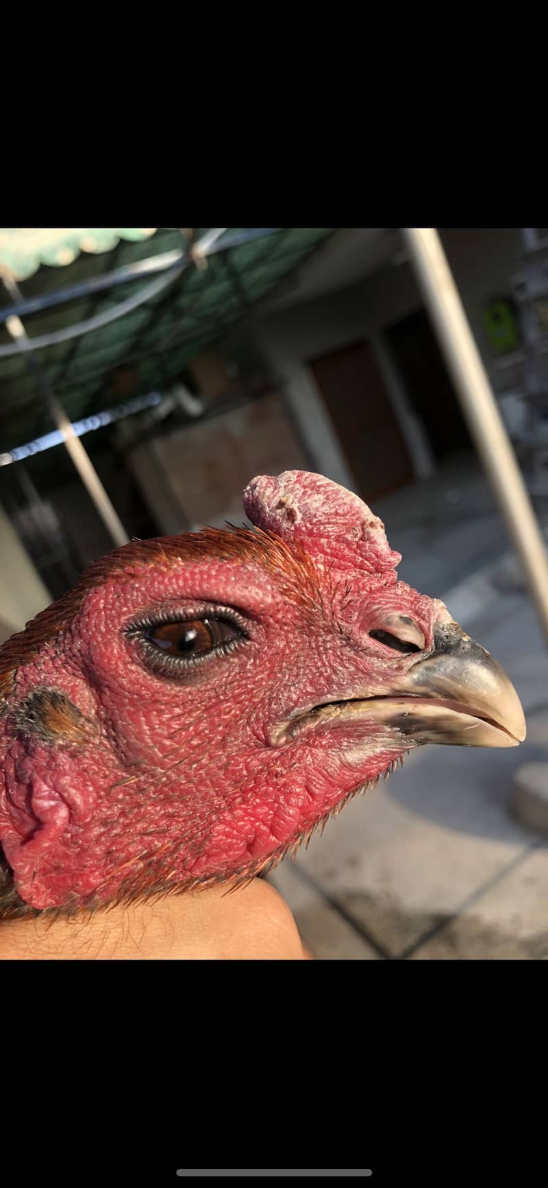 Thai Dragon/Panus folder 1