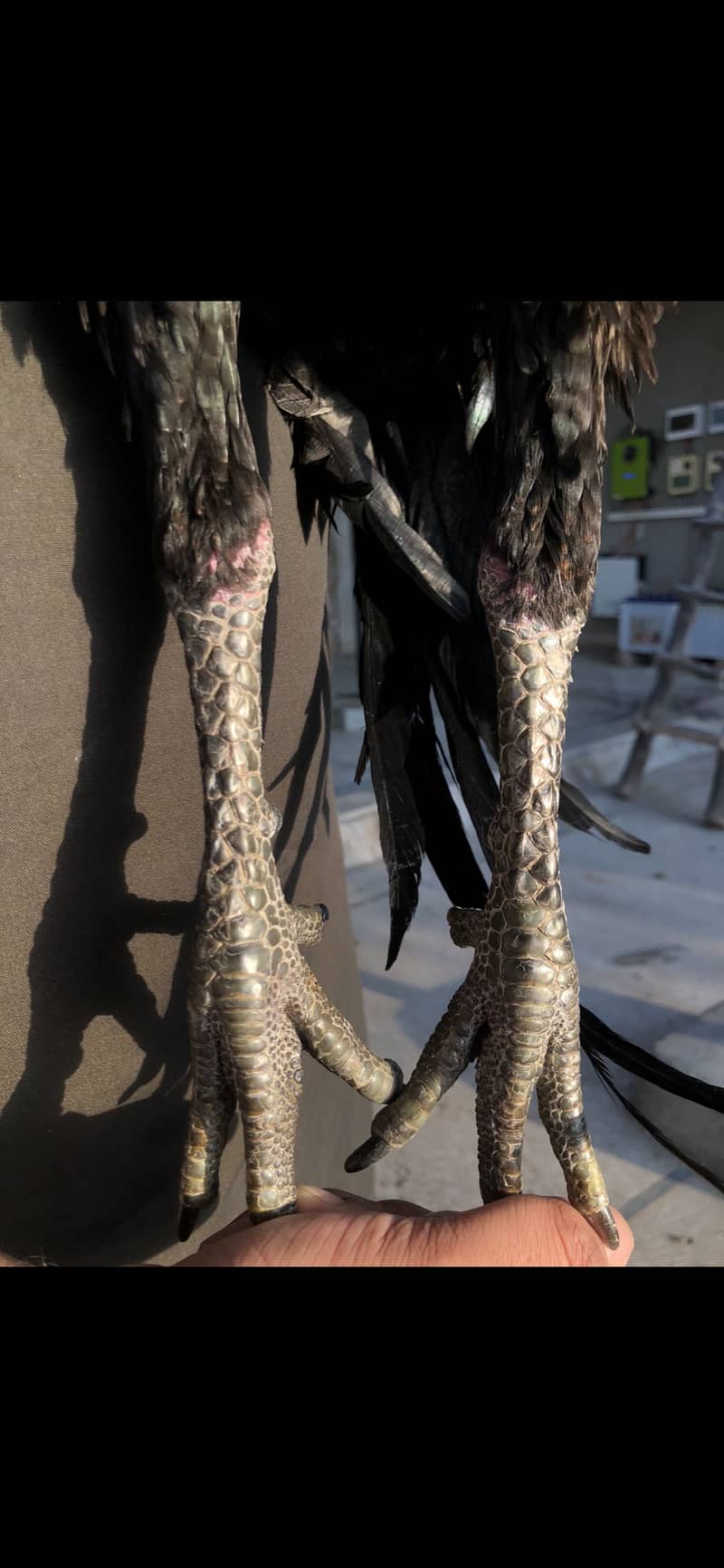 Thai Dragon/Panus folder 2