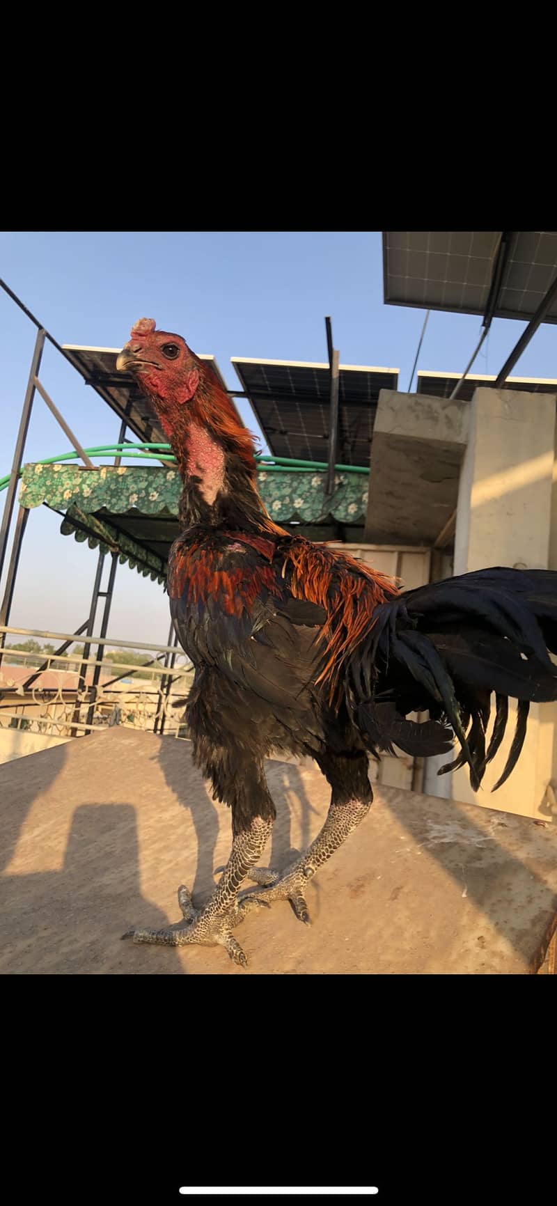 Thai Dragon/Panus folder 3