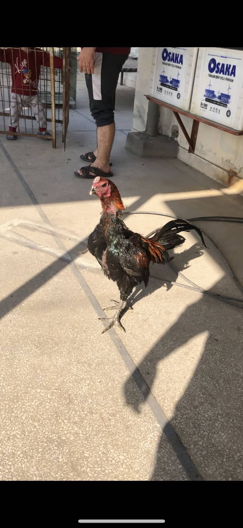 Thai Dragon/Panus folder 4