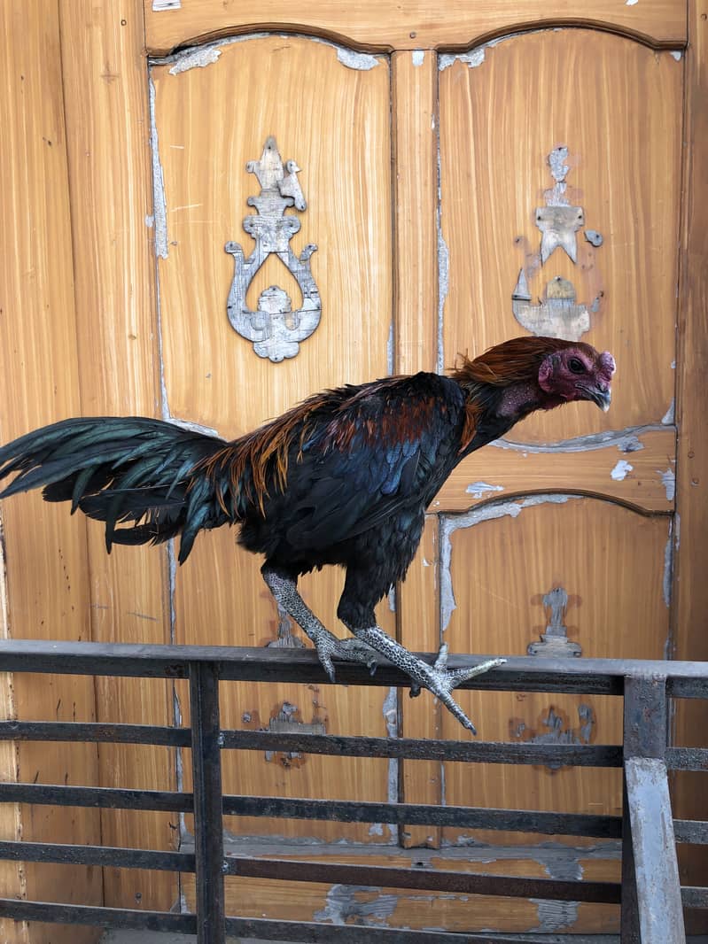 Thai Dragon/Panus folder 5