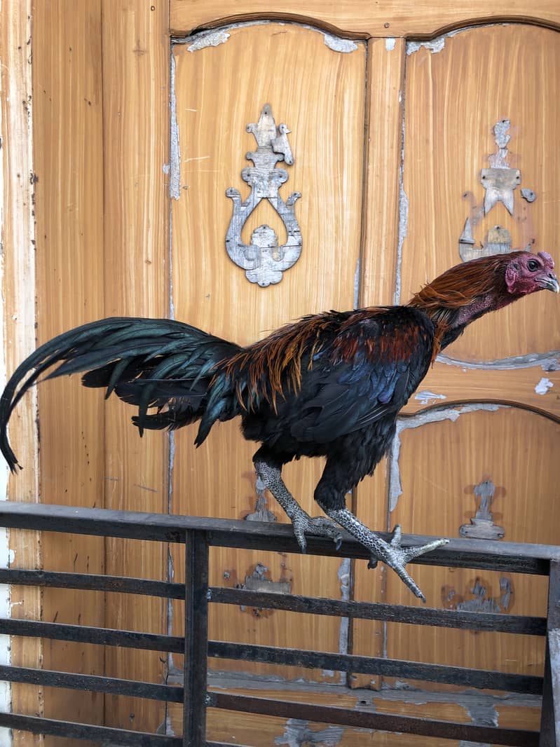 Thai Dragon/Panus folder 6