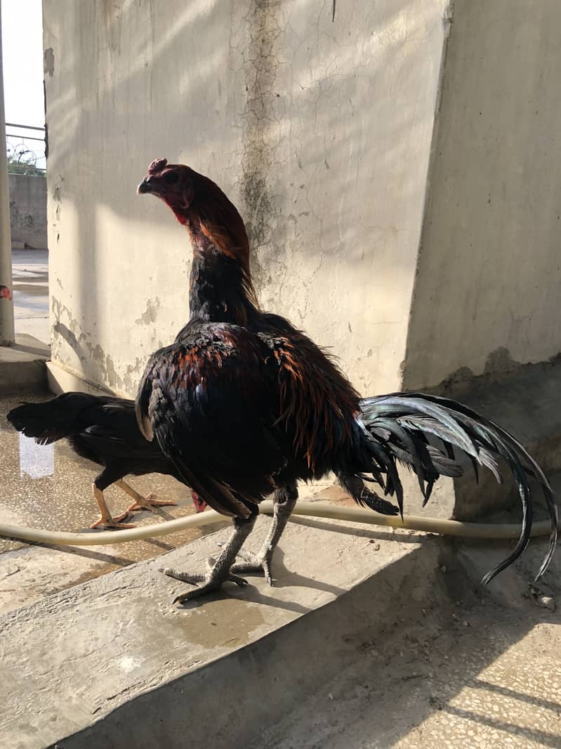 Thai Dragon/Panus folder 7