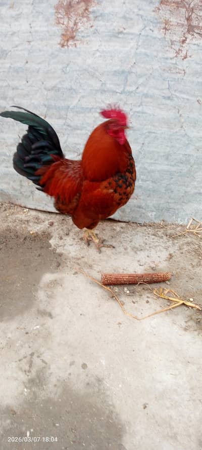 pure desi male for sale