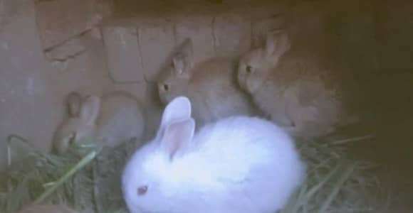 Flemish Rabbit Babies Urgent Sale