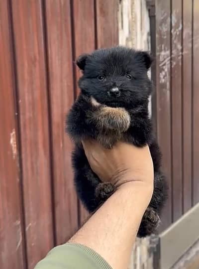 German shepherd male puppy available